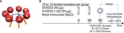 OVX033, a nucleocapsid-based vaccine candidate, provides broad-spectrum protection against SARS-CoV-2 variants in a hamster challenge model